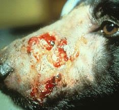 Dog Pythiosis