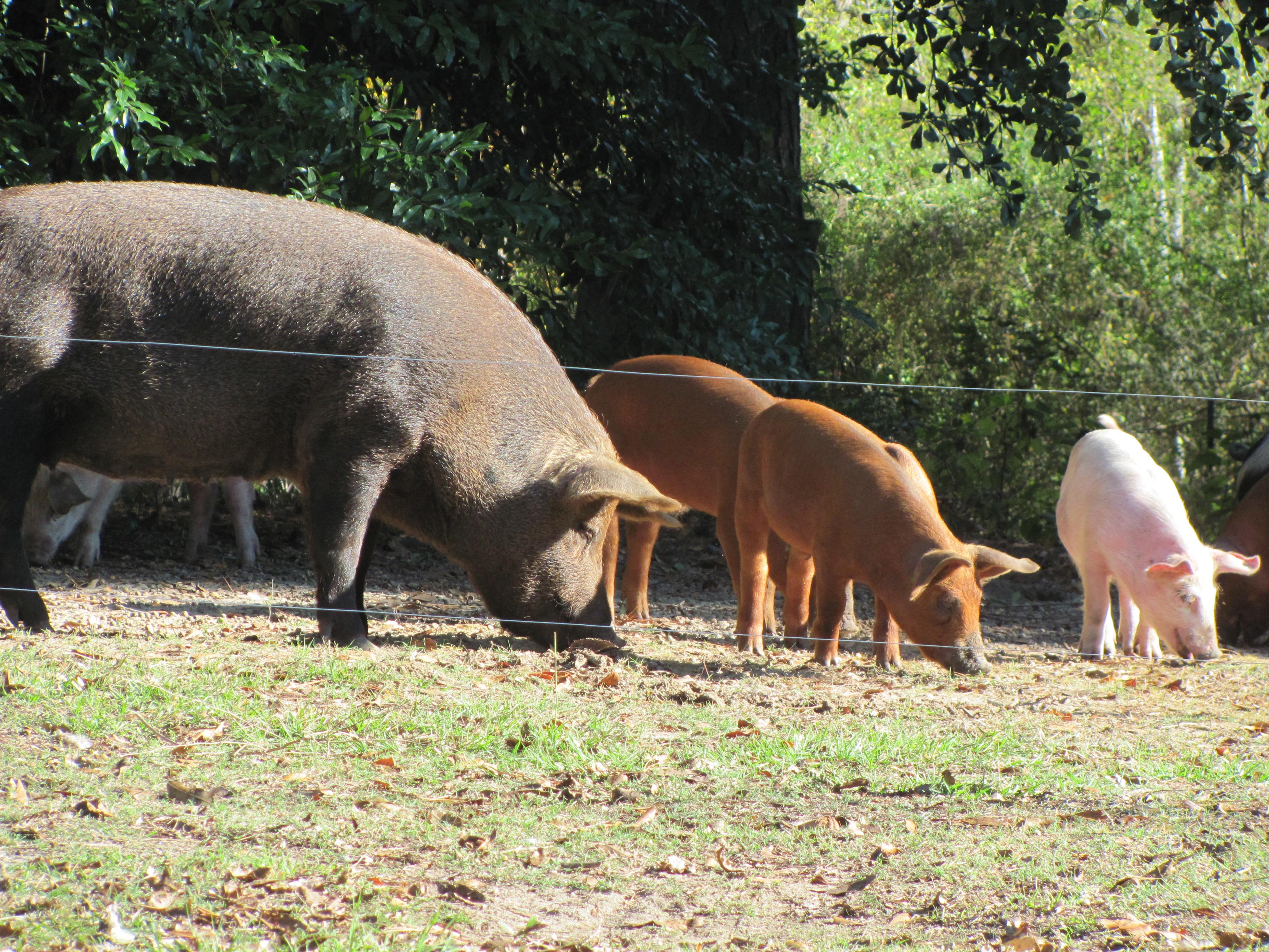 Sunny Cedars Farm