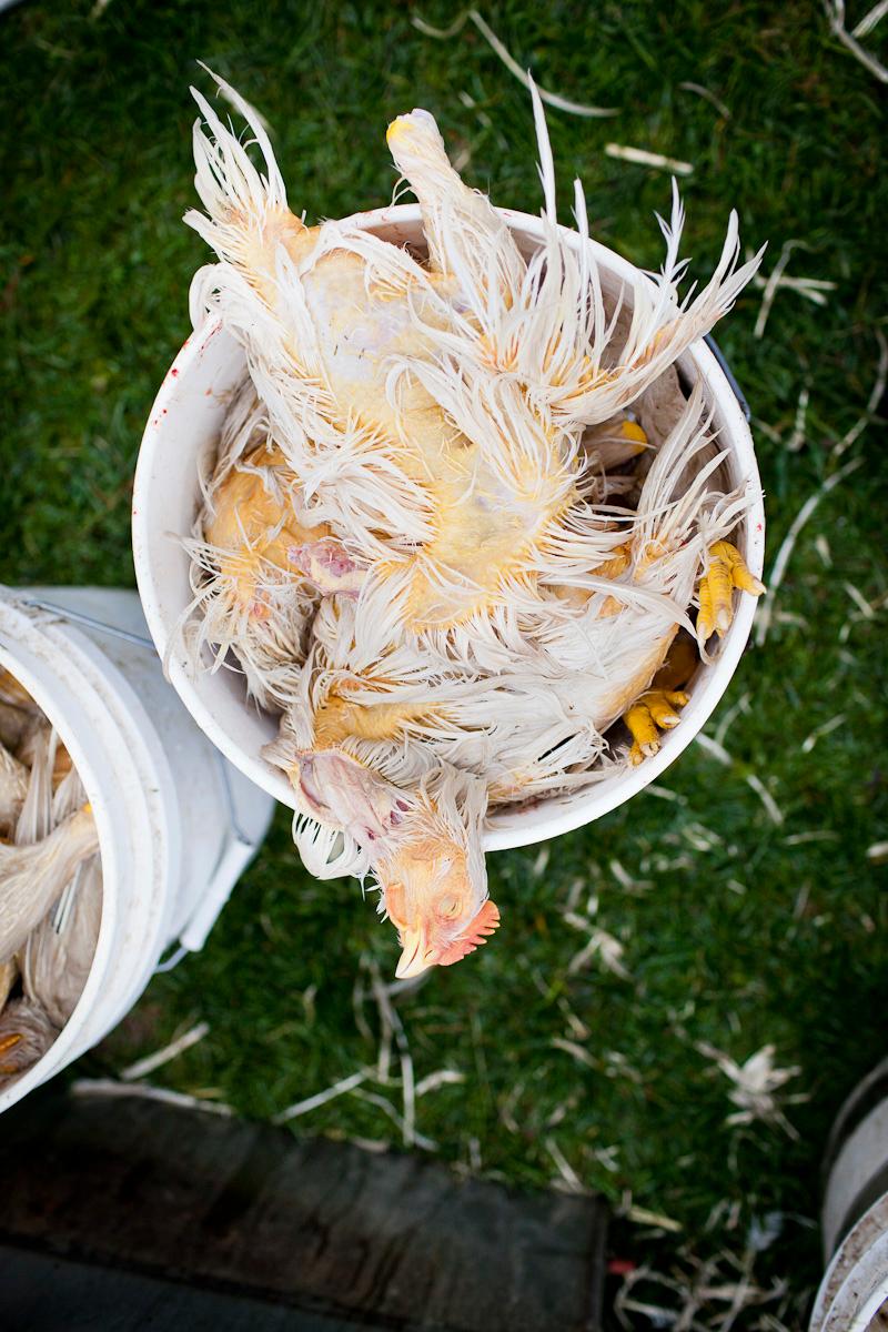 chicken slaughter, northeast kingdom, vermont