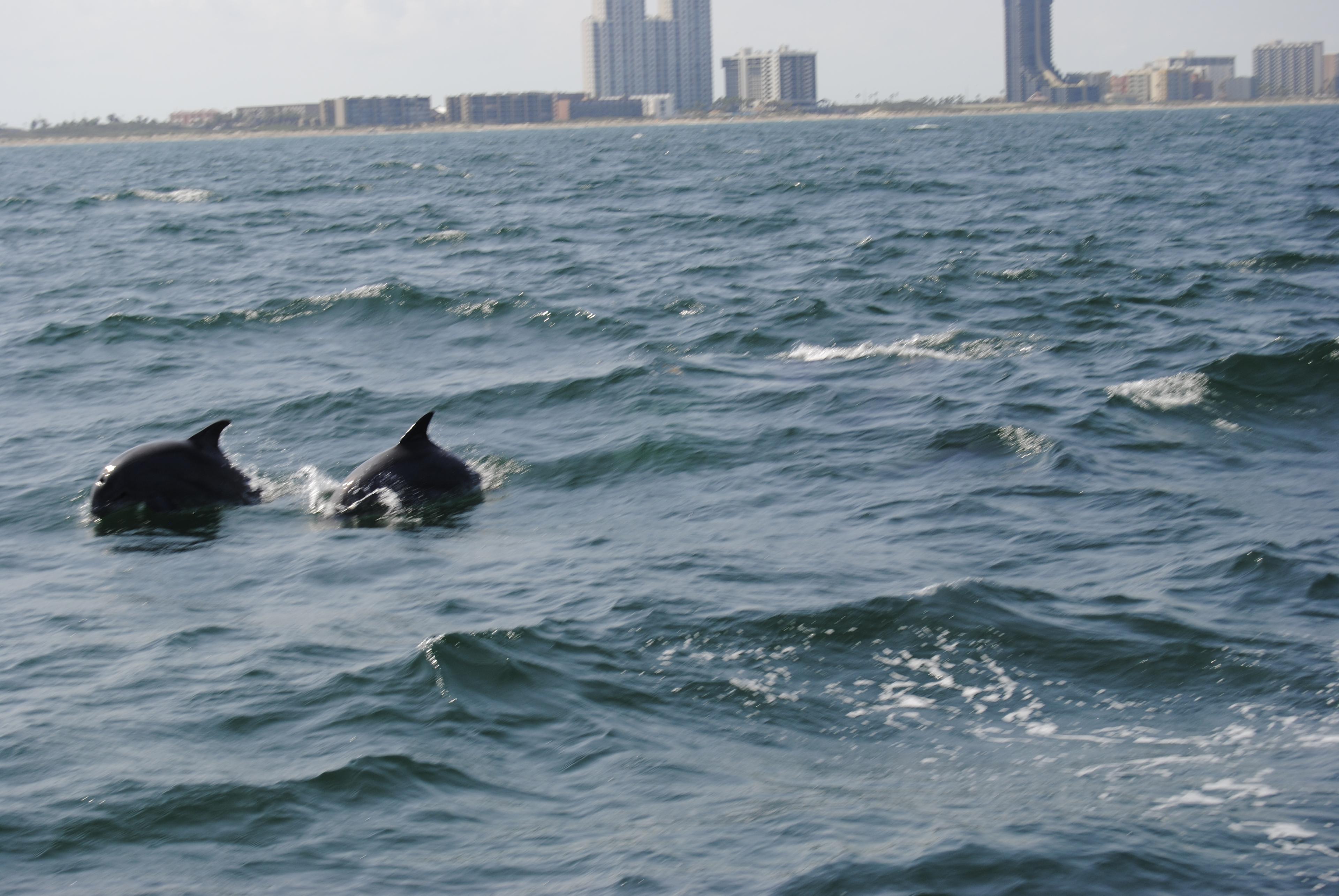 Dolphins in the bay.