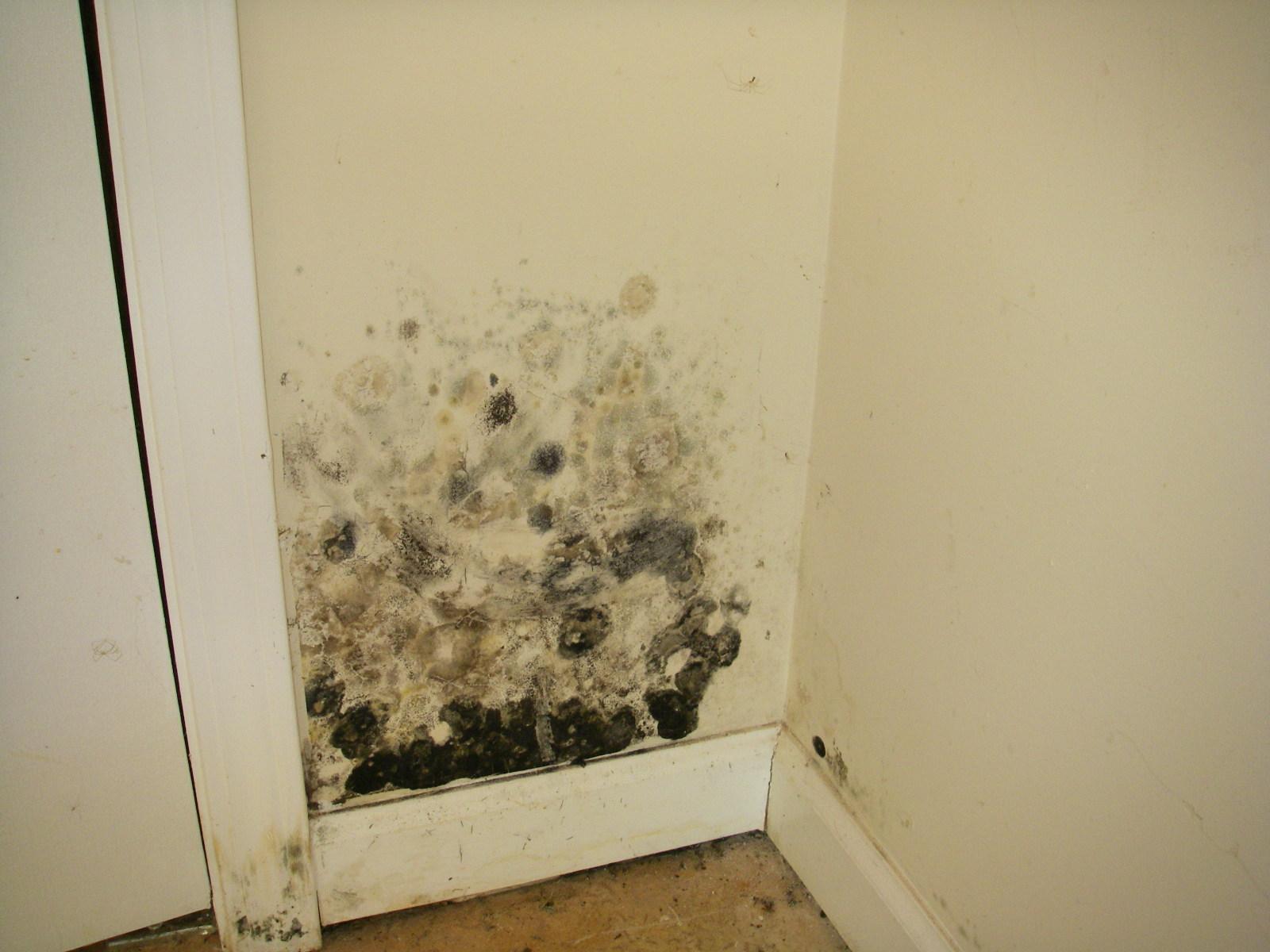 A good inspector checks every possible section of a building, both inside and out, to locate possible areas of moisture intrusion and/or mold growth.