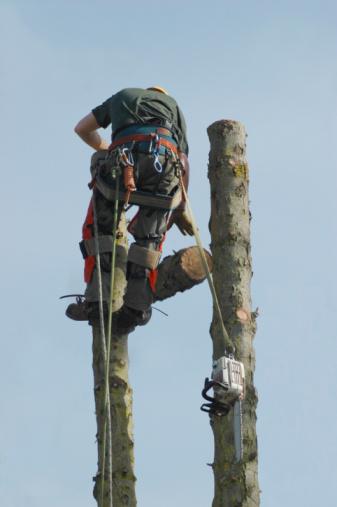 Tree Removal