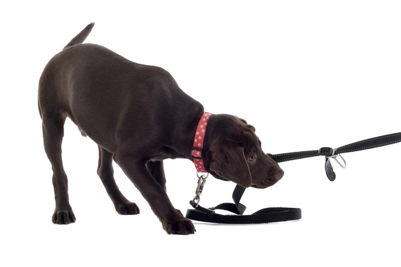 Your Canine Companion giving You a Tug-of-War?