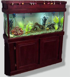 Freshwater Fish Tank / Aquarium, Cleaning and Maintenance