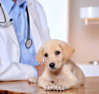 Veterinarian Clinic Meridian ID Treasure Valley