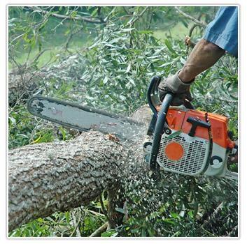 Valley Tree Care