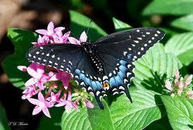 Butterflies of Cape Cod