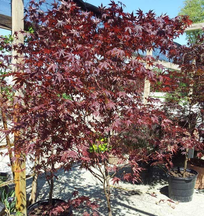 Japanese Maple Trees