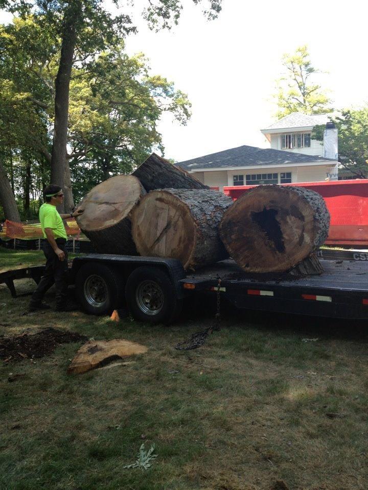 ReAction Tree Service http://www.ReActionTree.com West Bloomfield, Michigan