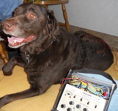 Acupuncture at Animal Hospital