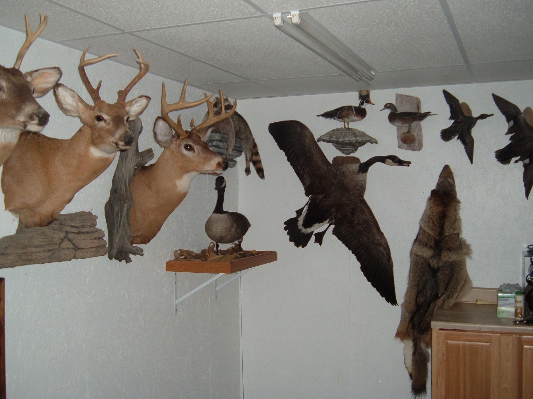 Afterlife Taxidermy