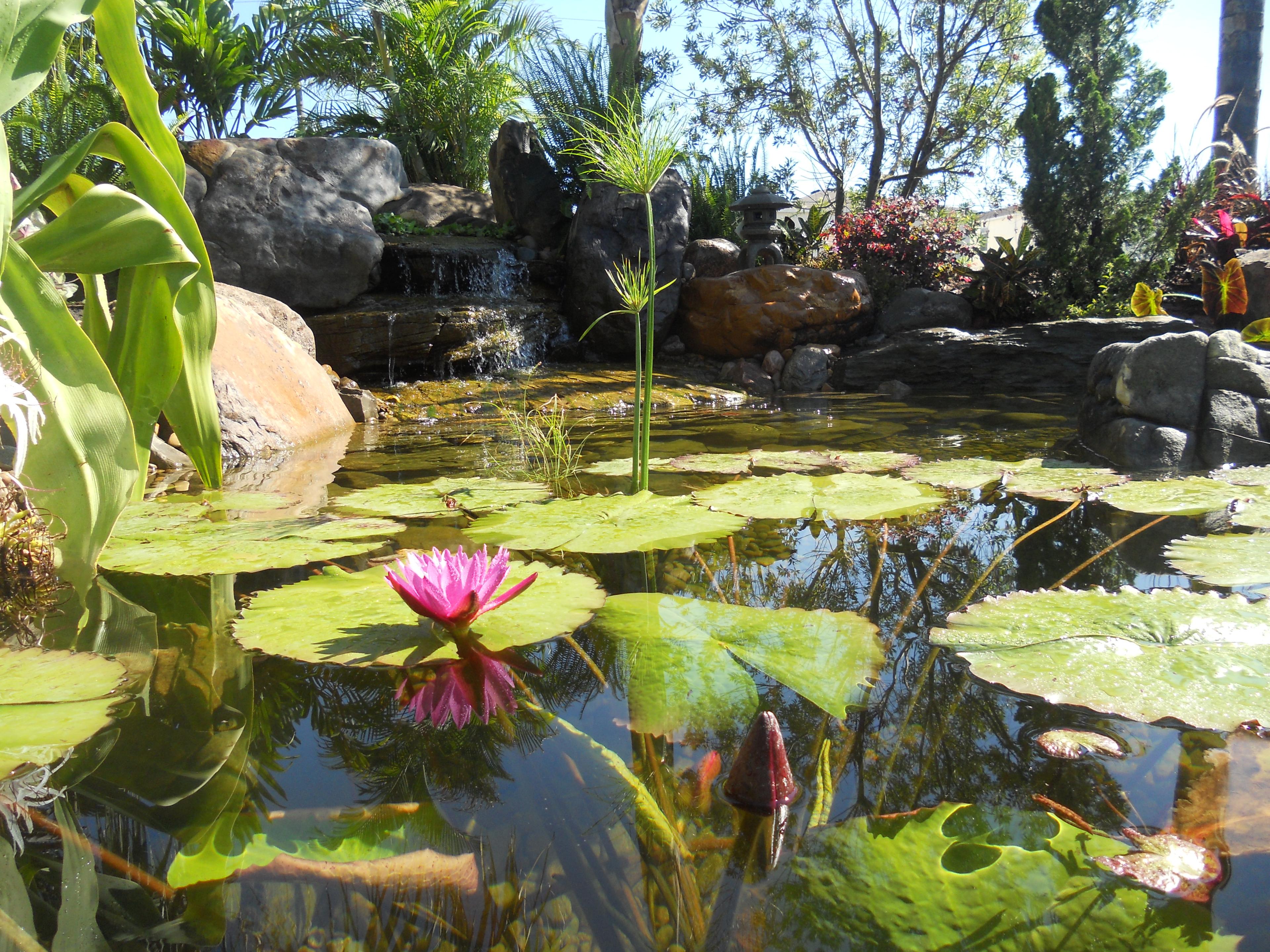 backyard pond