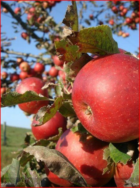 Orchard and Garden Treats