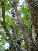 "The Village Arborist"