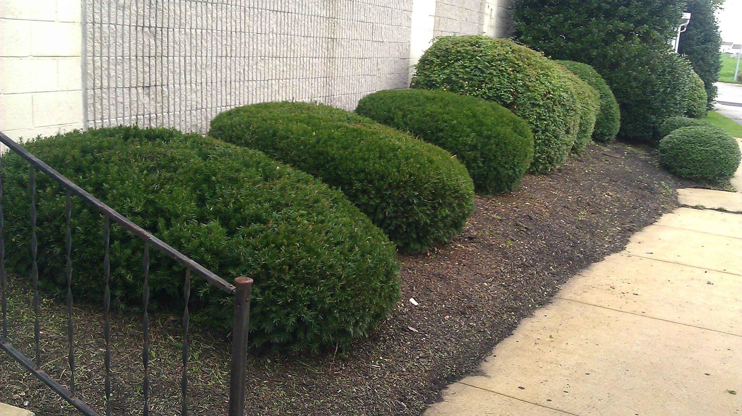 Hedge Trimming