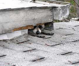 Raccoon Peeking out of roof