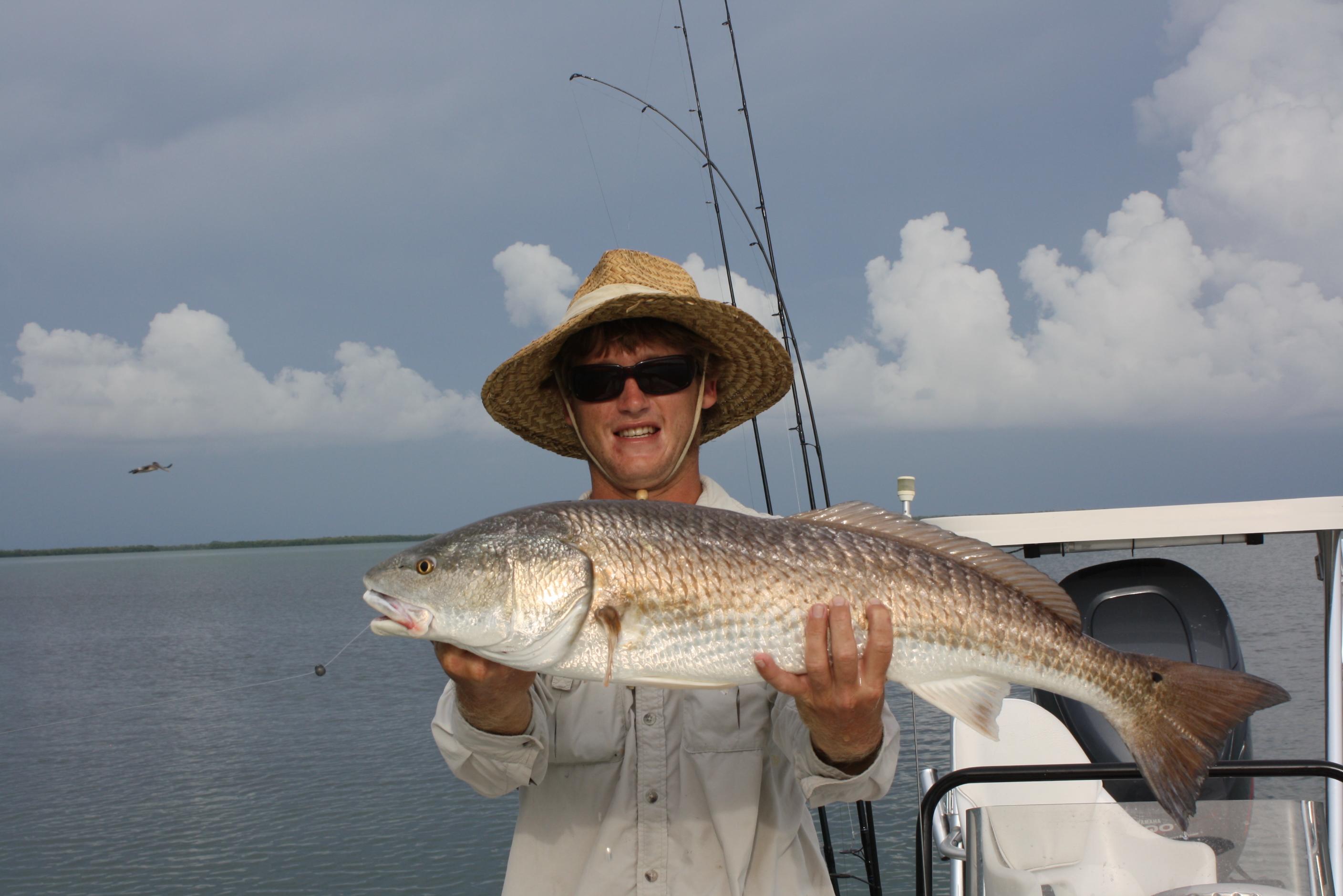 Nice Charlotte harbor Redfish