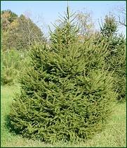 Norway Spruce