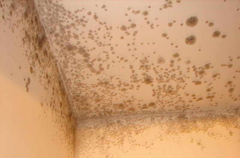 Dampness is not an intermittent, harmless condition.  Instead, it leads to fungal growth and mold toxins that are extraordinarily harmful.