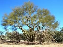 A desert palo verde