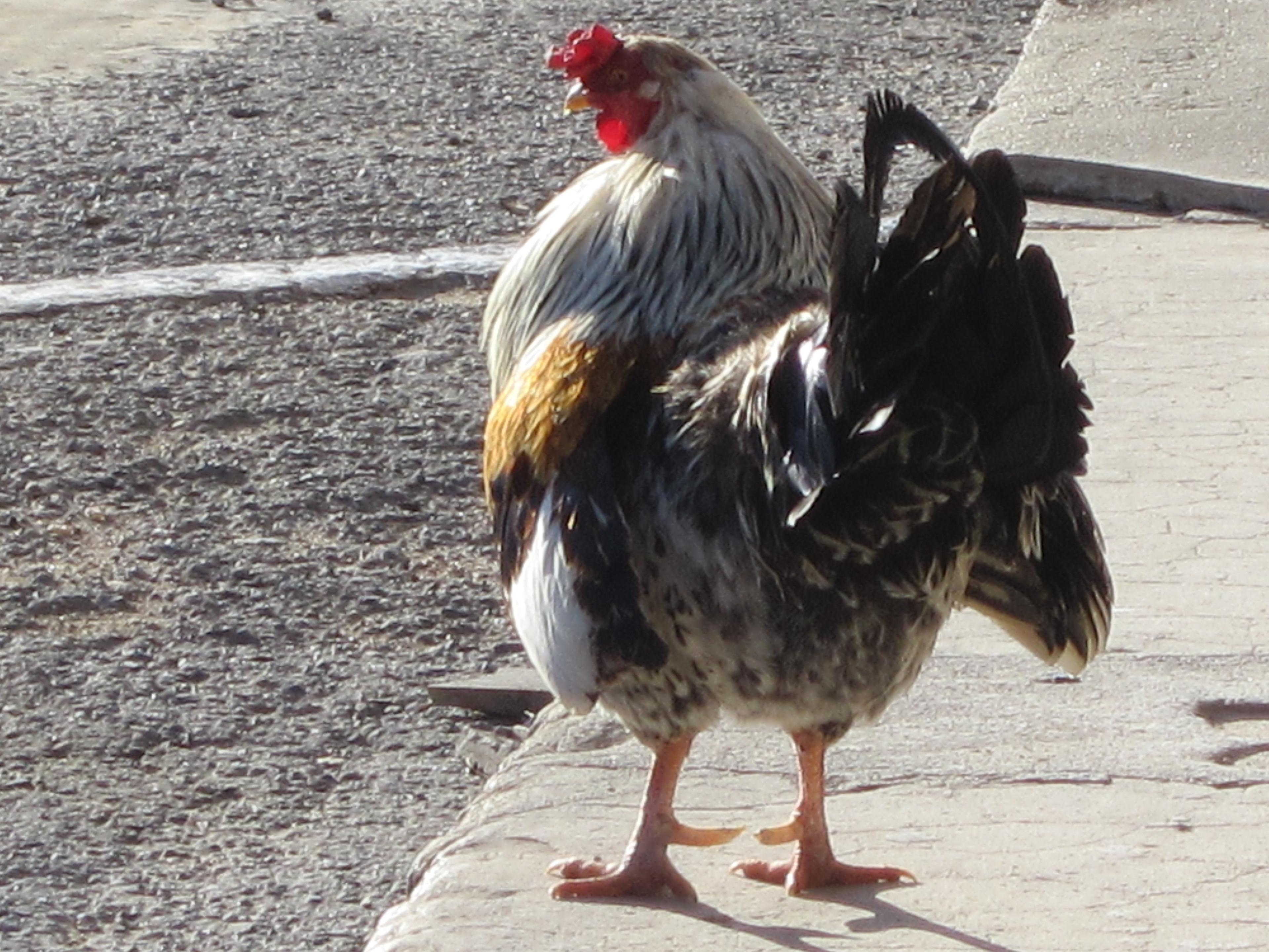 Local Rooster on Main St.