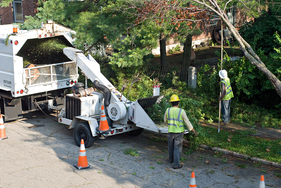 Nassau County Tree Services