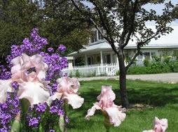 The Renovated Barn- Pinon Suite and those award winning heirloom Iris