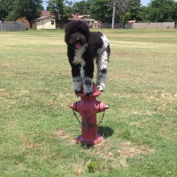 Poodle - Placing on a fire hydrant!