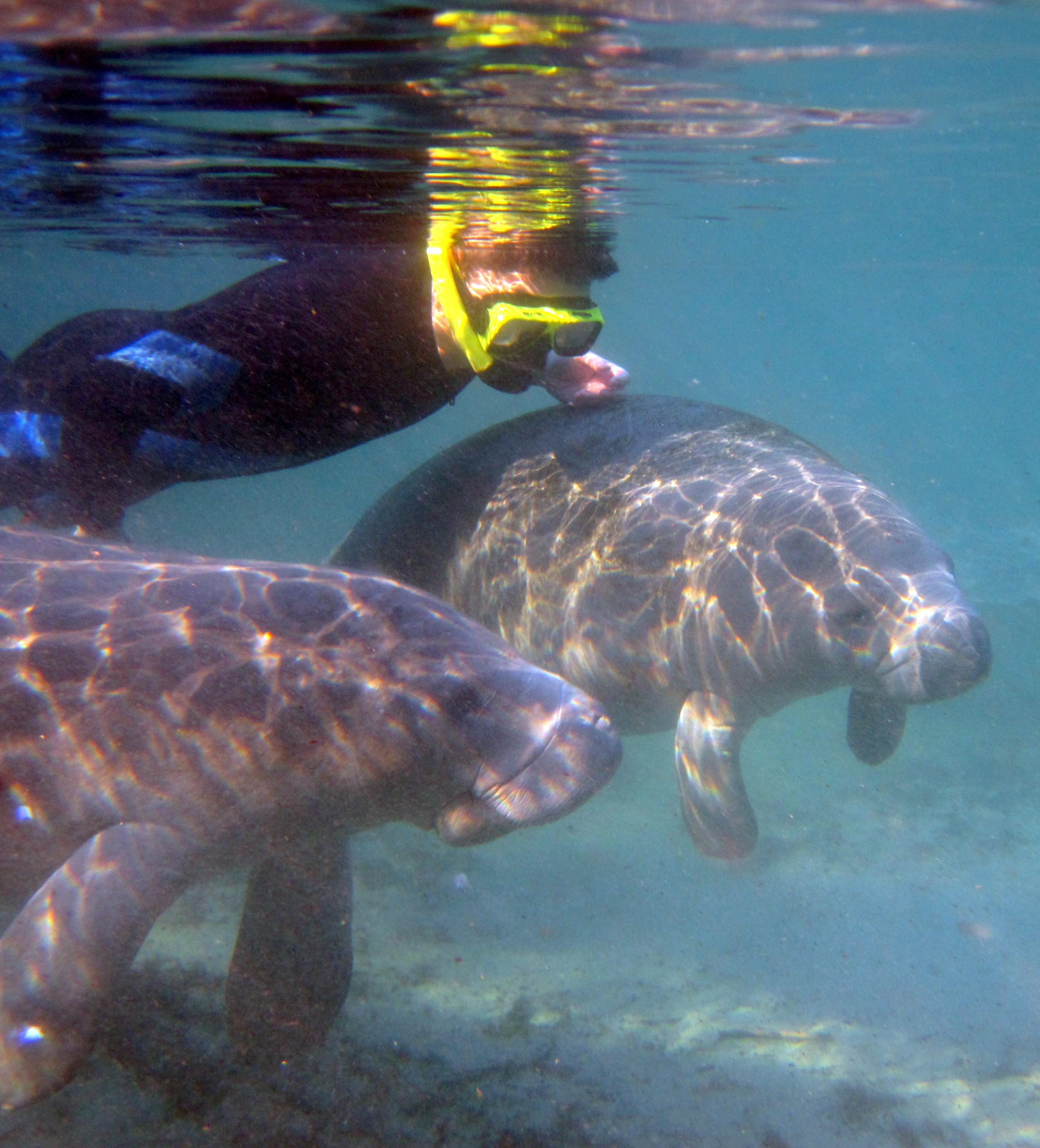 Swimming with Manatees in the Springs!