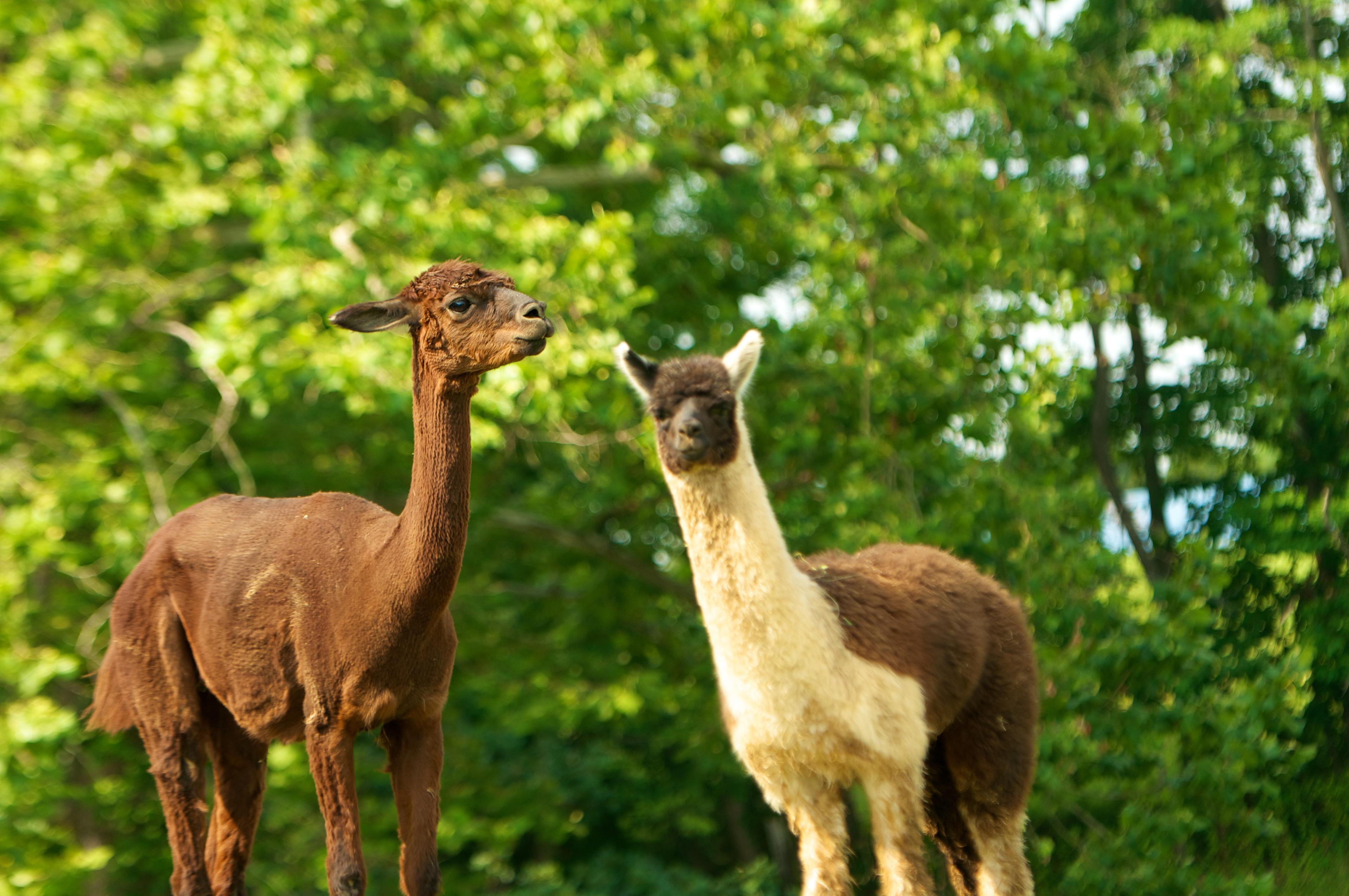 Come visit the alpacas