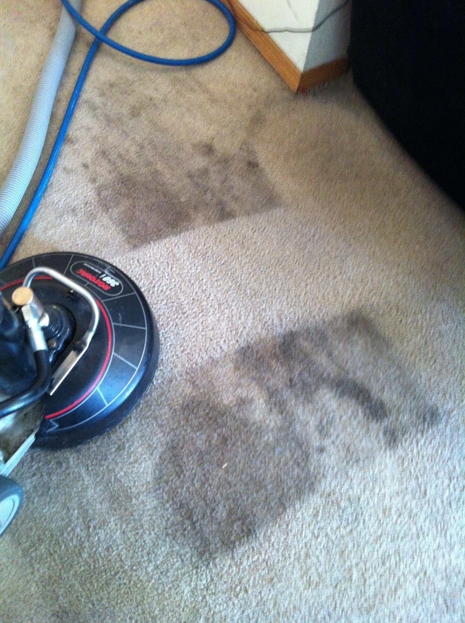 anchorage professional carpet cleaning