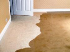 Tanin Carpet Cleaning, Water Damage Restoration & Mold Remediation of Evanston