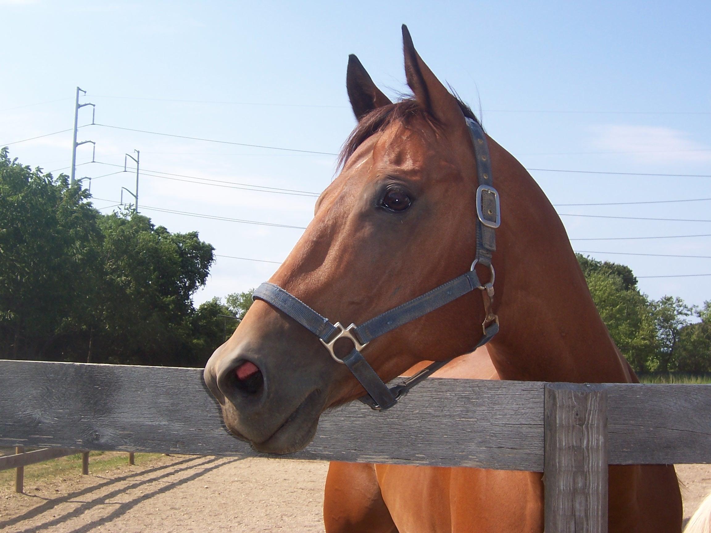 School Horse Frank