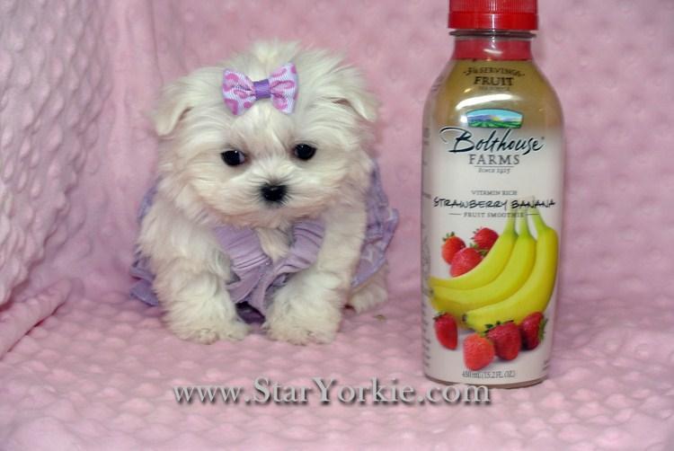 Star Yorkie Kennel - Teacup & Toy Puppies For Sale in Las Vegas - Yorkies, Maltese, Pomeranian & more