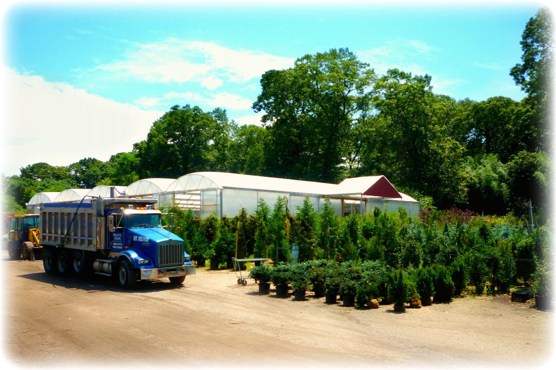 Rear Tree Yard - Summer 2010