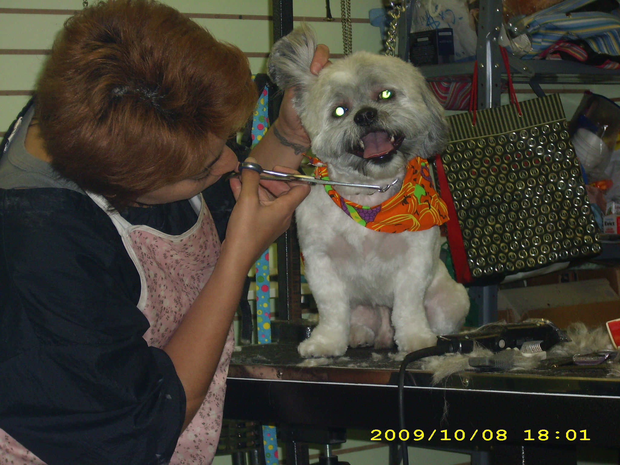 Shaggie Pets Grooming Salon