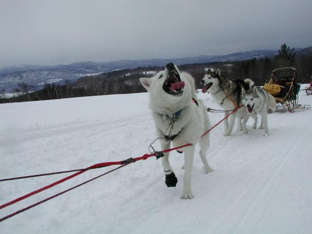 Barking Brook Sled Dog Adventures, llc