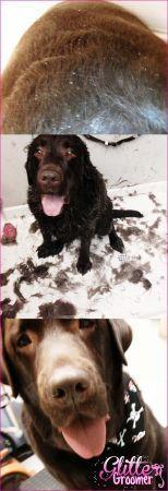 Glitter Groomer Las Vegas, Henderson Dog Groomer LOVES de-shedding dogs!