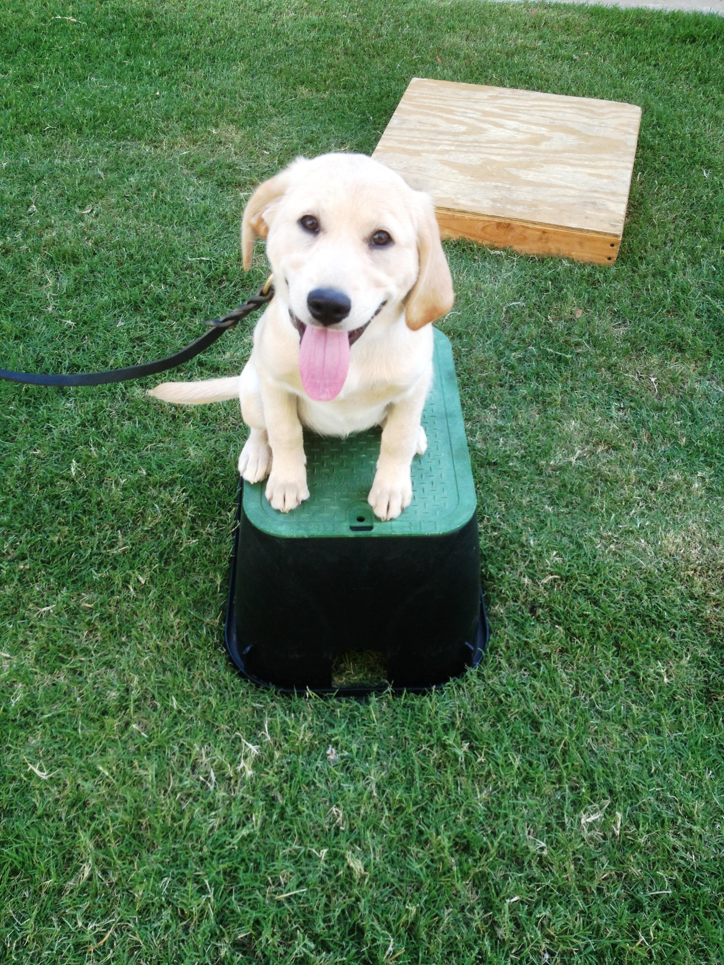 Puppy Training with a lab