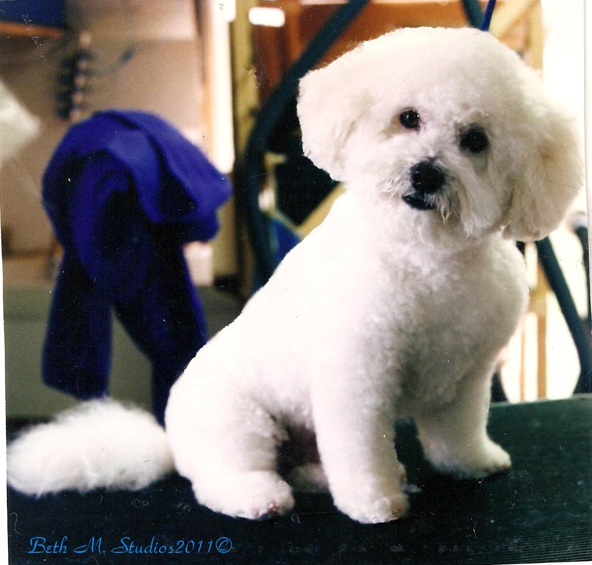 Bichon Breed Style