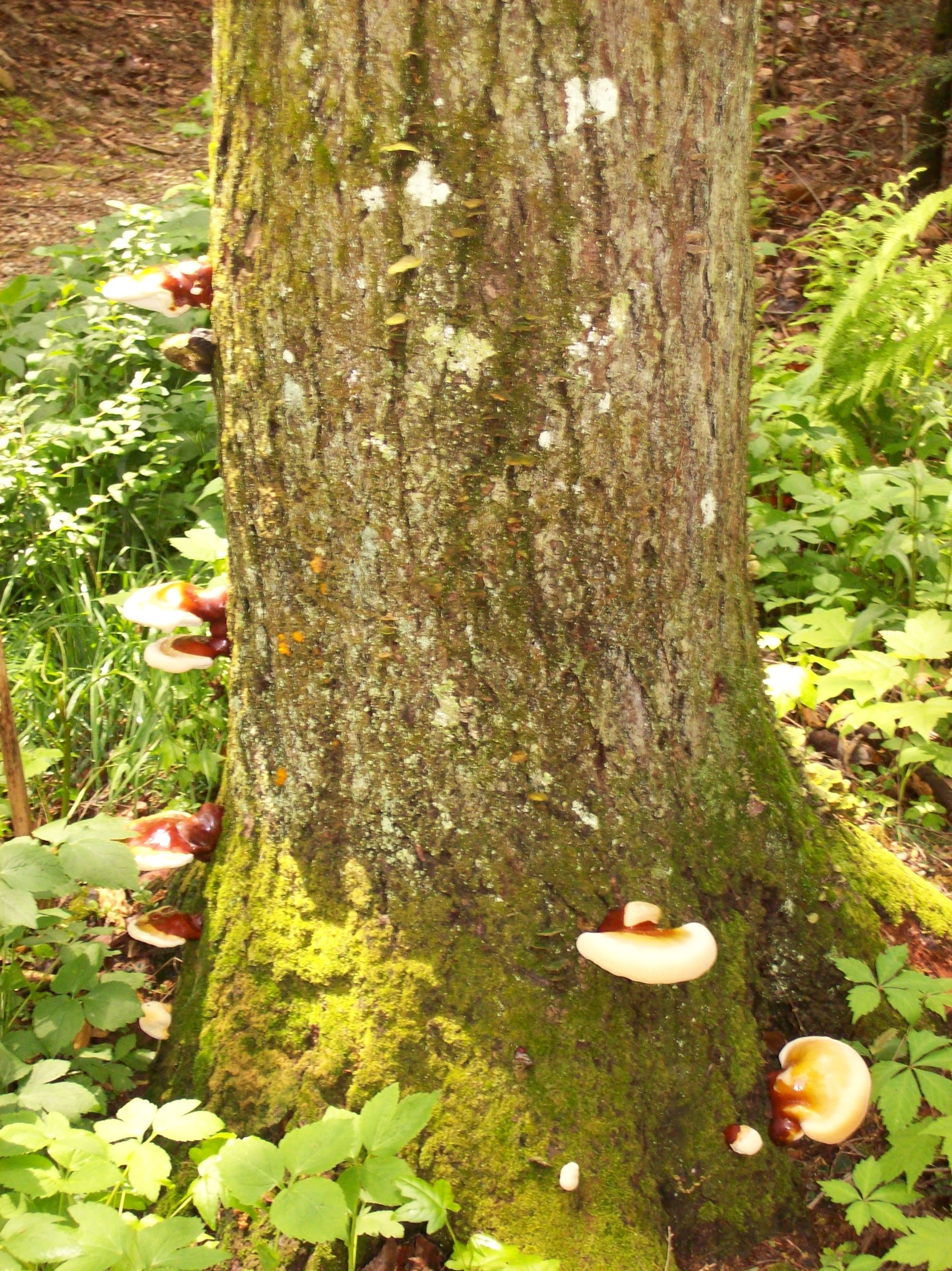 mushrooms on hemlock tree