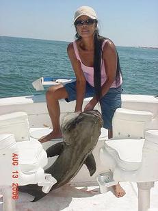 Big Chesapeake Bay Cobia