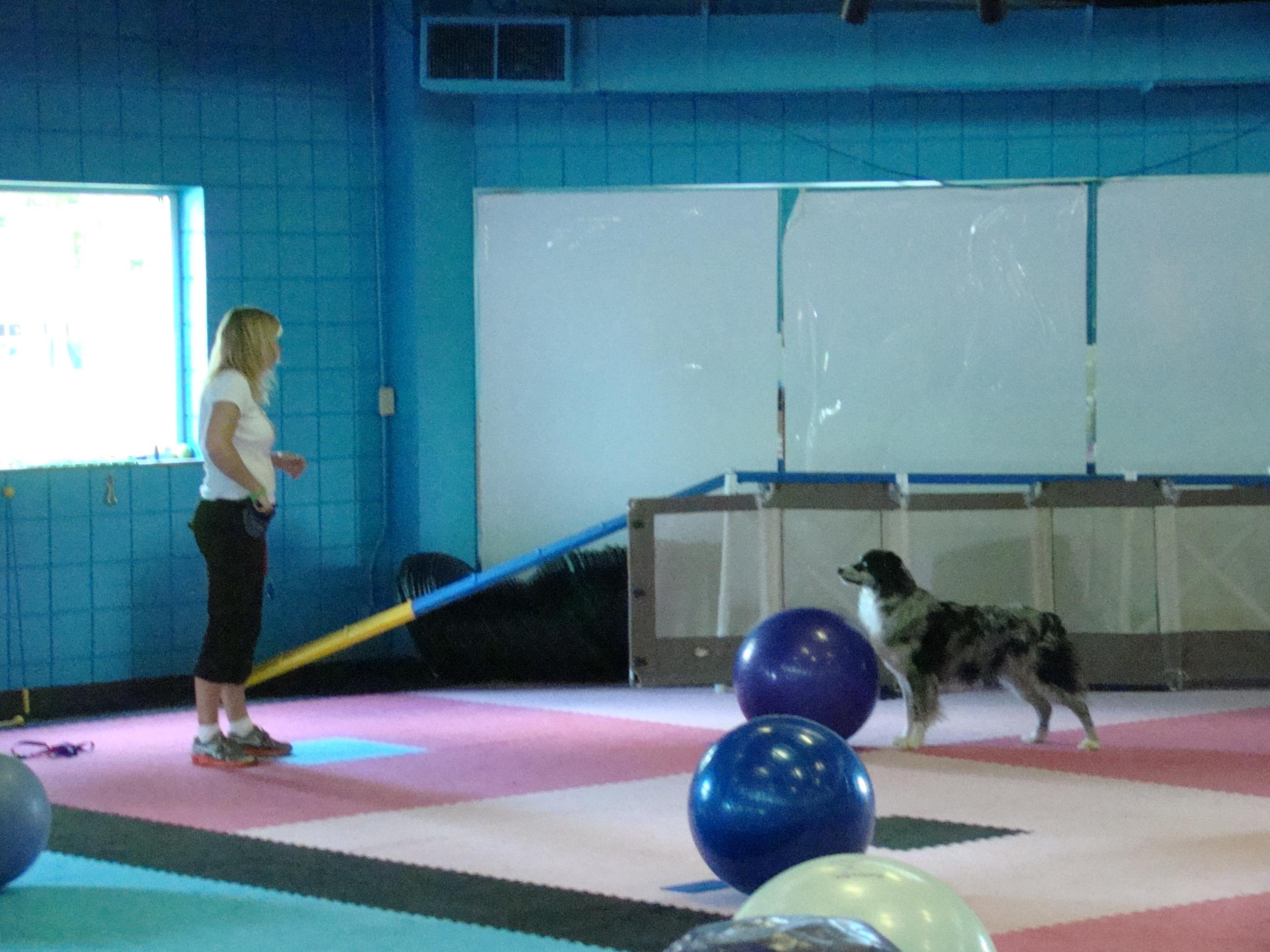 Superior Dog Training, Inc