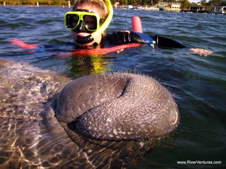 Manatees Love Children and Adults of all Ages