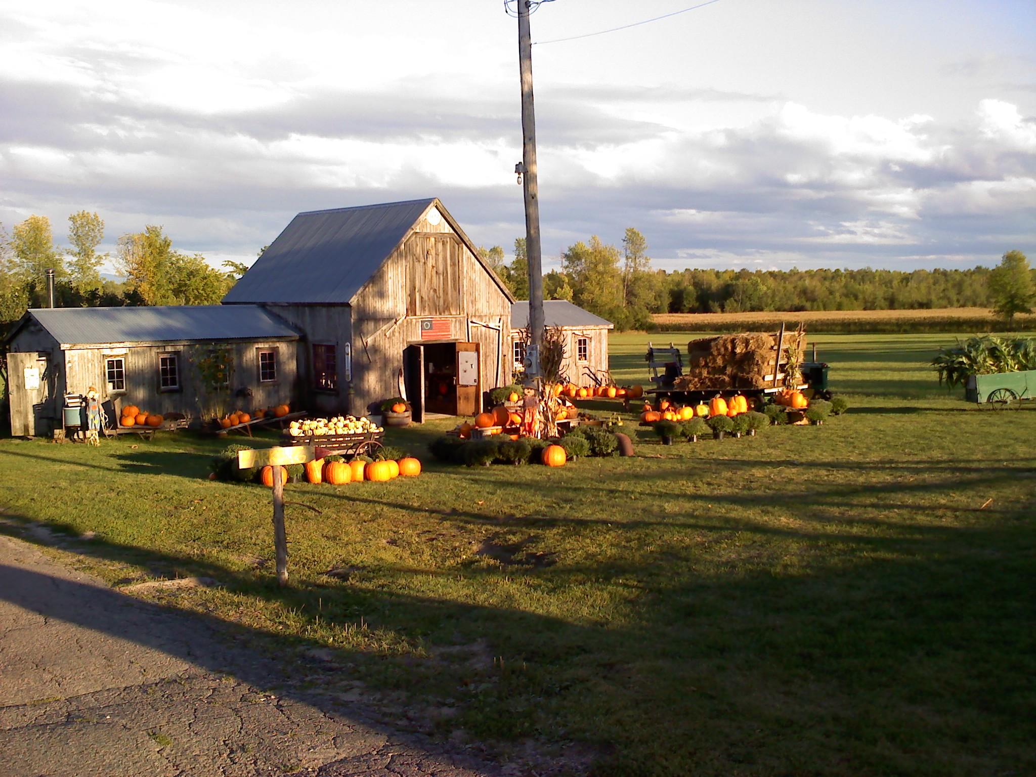 Fall Harvest