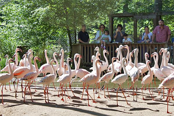 flamingo's at park