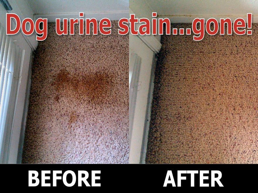 Carpet Stain Removal in Fresno, CA and Clovis, CA