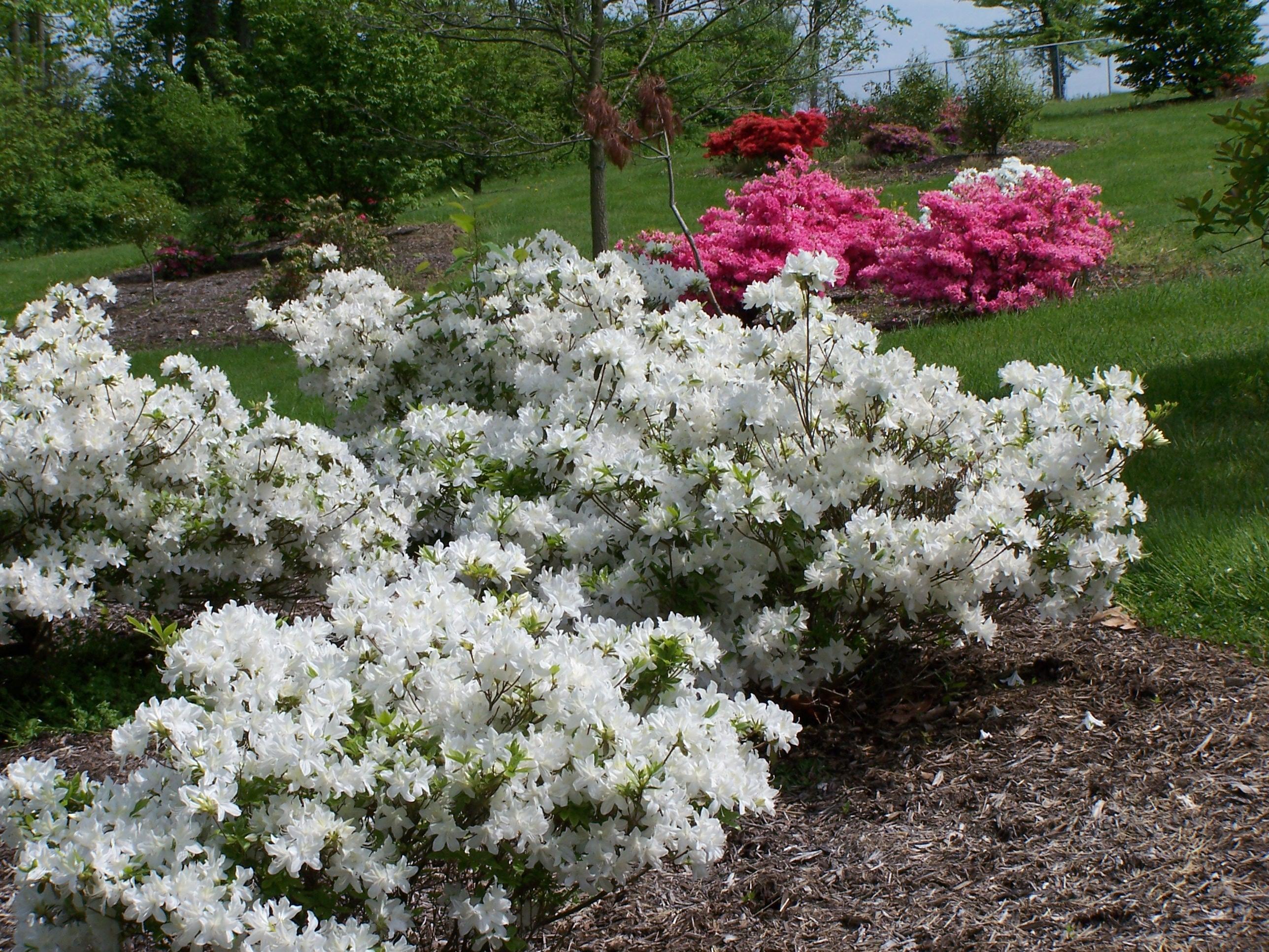 Spring Azaleas in Bloom