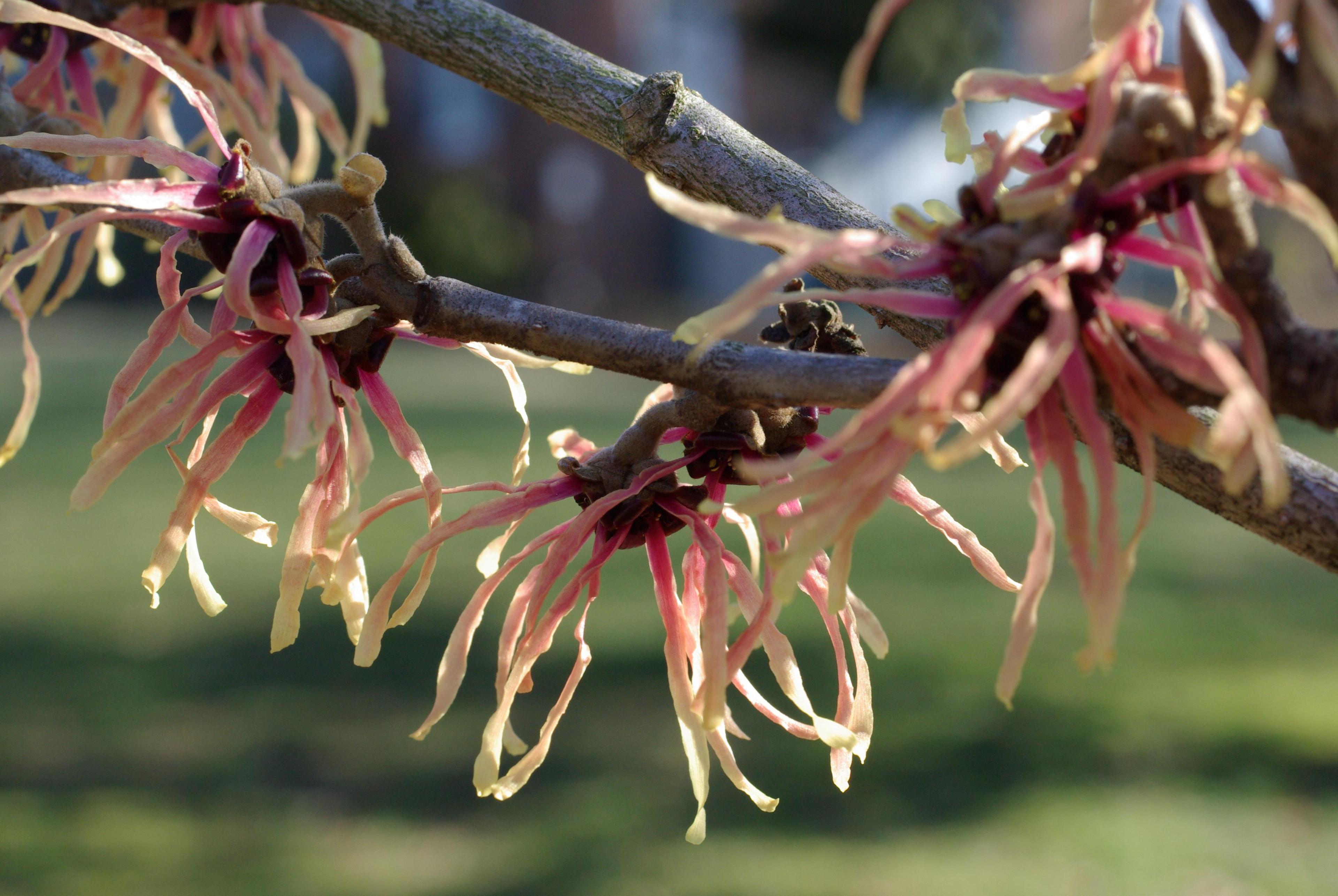 Visit our national witch hazel collection