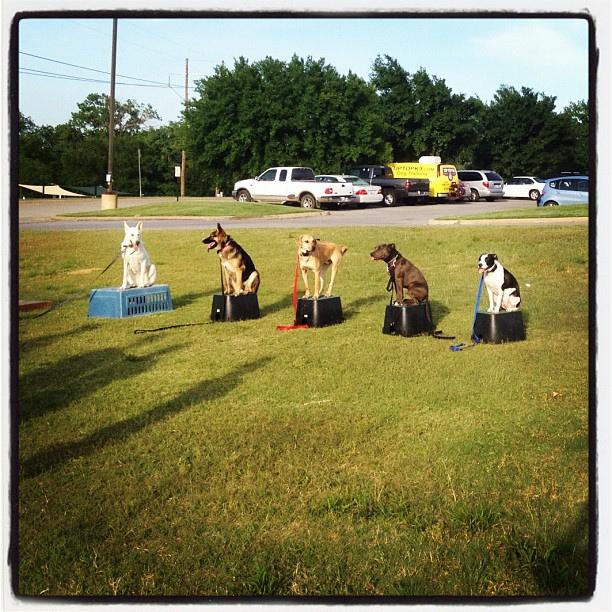 Tulsa Dog Training - At Group Class